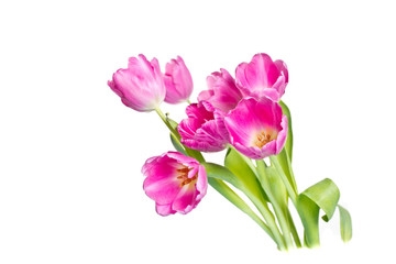 Beautiful bouquet of purple tulips on bright background