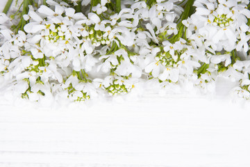 white flowers frame on white wooden background
