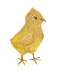 Watercolor painting Cute cartoon chicken