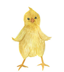 Watercolor painting Cute cartoon chicken