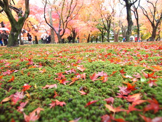 スギゴケと紅葉