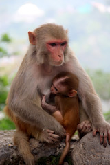 Female monkey feeding her baby 