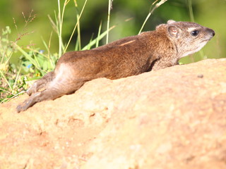 非常に愛らしいハイラックス