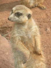 Fototapeta premium Cute and very funny meerkats at the zoo of Erfurt. They are always happy to pose for visitors and photographers.