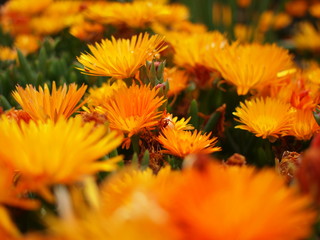 オレンジ色の花