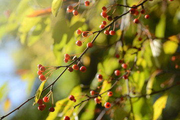 Hawthorn red berries. Late fall seasonal background