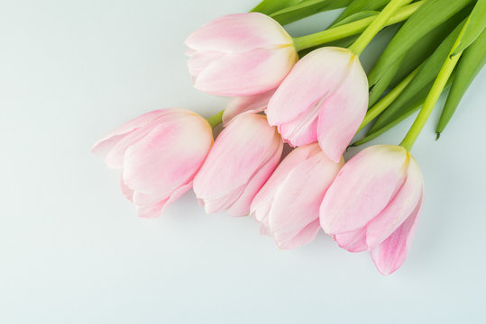 Gorgeous tulips for holidays.