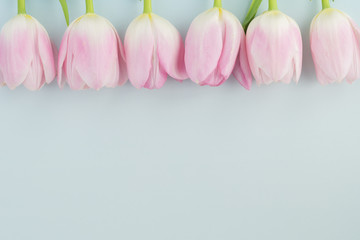 Gorgeous tulips for holidays.