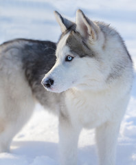 Husky puppy with blue eyes outdoors