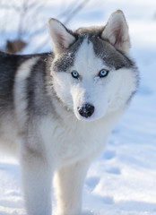 Husky puppy with blue eyes outdoors