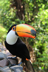 Fototapeta premium A colorful Toucan from south america