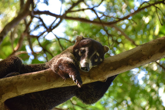 Coatimundi relaxed on a tree branch, Guanacaste, Costa Rica