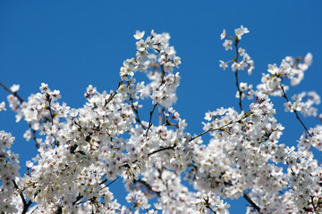 blossoms