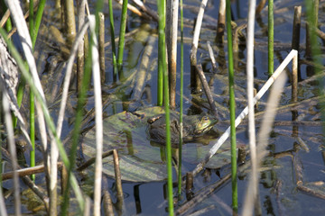 Frog