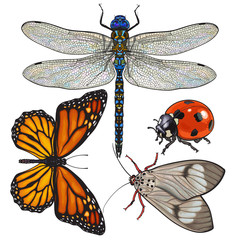 Set of insects like dragonfly, butterfly, ladybird and moth, sketch style vector illustration isolated on white background. Colorful realistic hand drawing of dragonfly, butterfly, ladybug and moth
