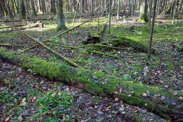 Fototapeta premium autumn mixed forest in autumn in September