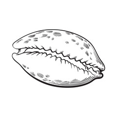 cowrie or cowry sea shell, sketch style vector illustration isolated on white background. Realistic hand drawing of shiny saltwater sea snail, cowrie shell with tiger pattern