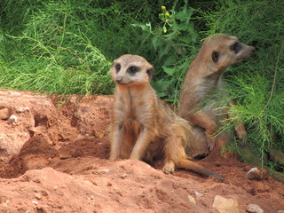 Cute and very funny meerkats at the zoo of Erfurt. They are always happy to pose for visitors and...