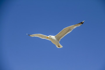 Fliegende Möwe