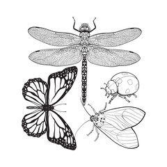 Set of insects like dragonfly, butterfly, ladybird and moth, sketch style vector illustration isolated on white background. realistic hand drawing of dragonfly, butterfly, ladybug and moth