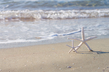 Fototapeta na wymiar Starfish on sandy beach