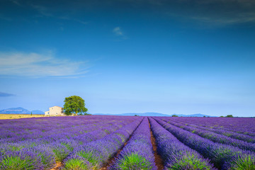 Naklejka na ściany i meble Magical lavender fields in Provence region, Valensole, France, Europe
