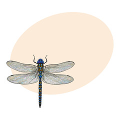 Top view of blue dragonfly with transparent wings, sketch illustration isolated on background with place for text. color Realistic hand drawing of dragonfly insect on white background