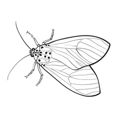 Top view of gray moth, sketch illustration isolated on white background. black and white hand drawing of moth butterfly insect on white background