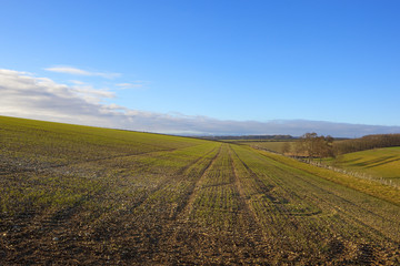 Fototapeta na wymiar hillside wheat field