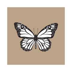 Top view of beautiful monarch butterfly, sketch illustration isolated on brown background. black and white Realistic hand drawing of monarch butterfly on white background