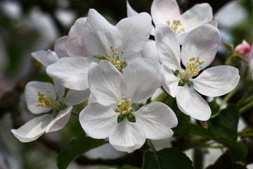 Fototapeta na wymiar Large flowers of an apple tree./Group of large flowers of an apple tree with a pink pattern on white petals.