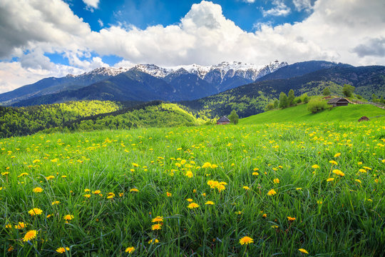 Fototapeta Amazing spring landscape with field of yellow dandelion flowers