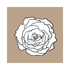 Deep contour rose bud, top view sketch style vector illustration isolated on brown background. Realistic hand drawing of open rose flower, decoration element