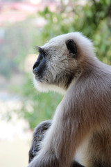 Gray langurs or Hanuman langurs, the most widespread langurs of the Indian Subcontinent, are a group of Old World monkeys constituting the entirety of the genus Semnopithecus