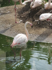Lovely pink graceful as a ballerina birds flamingos in the zoo of Erfurt walk near the lake.