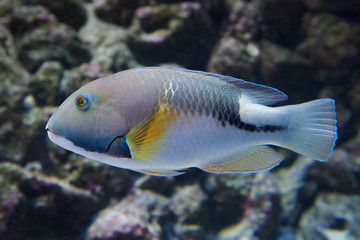 Azurio tuskfin (Choerodon azurio)