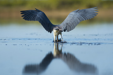 Tri-colored Heron with Wings Out