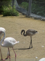 Lovely pink graceful as a ballerina birds flamingos in the zoo of Erfurt walk near the lake.