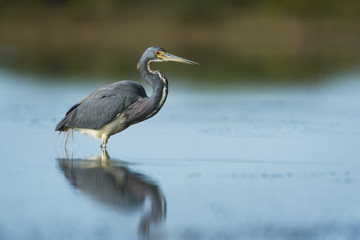 Obraz premium Wading Tri-colored Heron