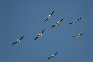 Obraz premium White Pelican Formation