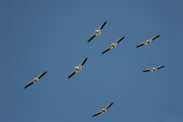 White Pelican Formation