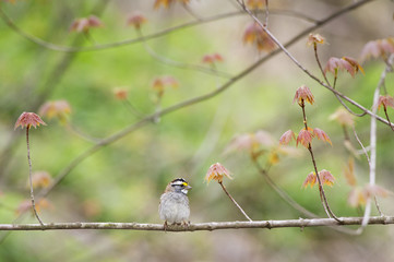 Small Sparrow on a Branch