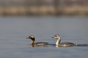 Horned Grebe Pair