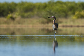 Reddish Egret Portrait
