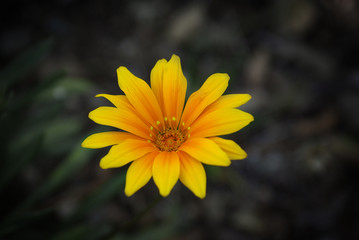 Daisy Flower