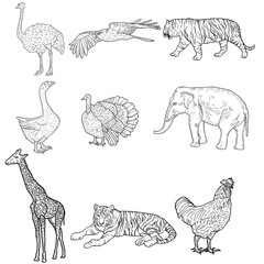 Sketch elephant, tiger, eagle, rooster, giraffe, ostrich, turkey, goose. chicken on a white background. Vector illustration