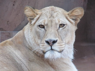 Beautiful, strong, graceful yet deadly, predator, queen of beasts a lioness walking in the zoo of Erfurt. She looks at zoo visitors, as the Queen on her subjects.