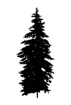 Silhouette of pine  tree (fir) . Can be used as poster, badge, emblem, banner, icon, sign, decor.