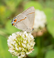 Tiny Gray Hairstreak butterfly feeding on a White Clover flower