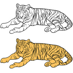 Sketch beautiful tiger on a white background. Vector illustration